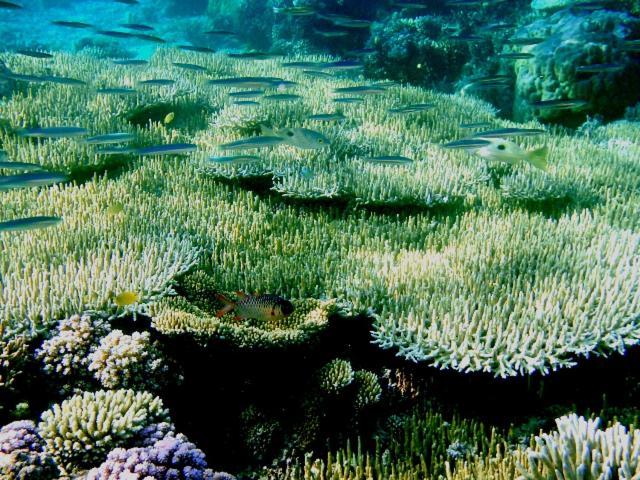 Bolilanga Island Resort - Togean Island Angkayo Екстериор снимка