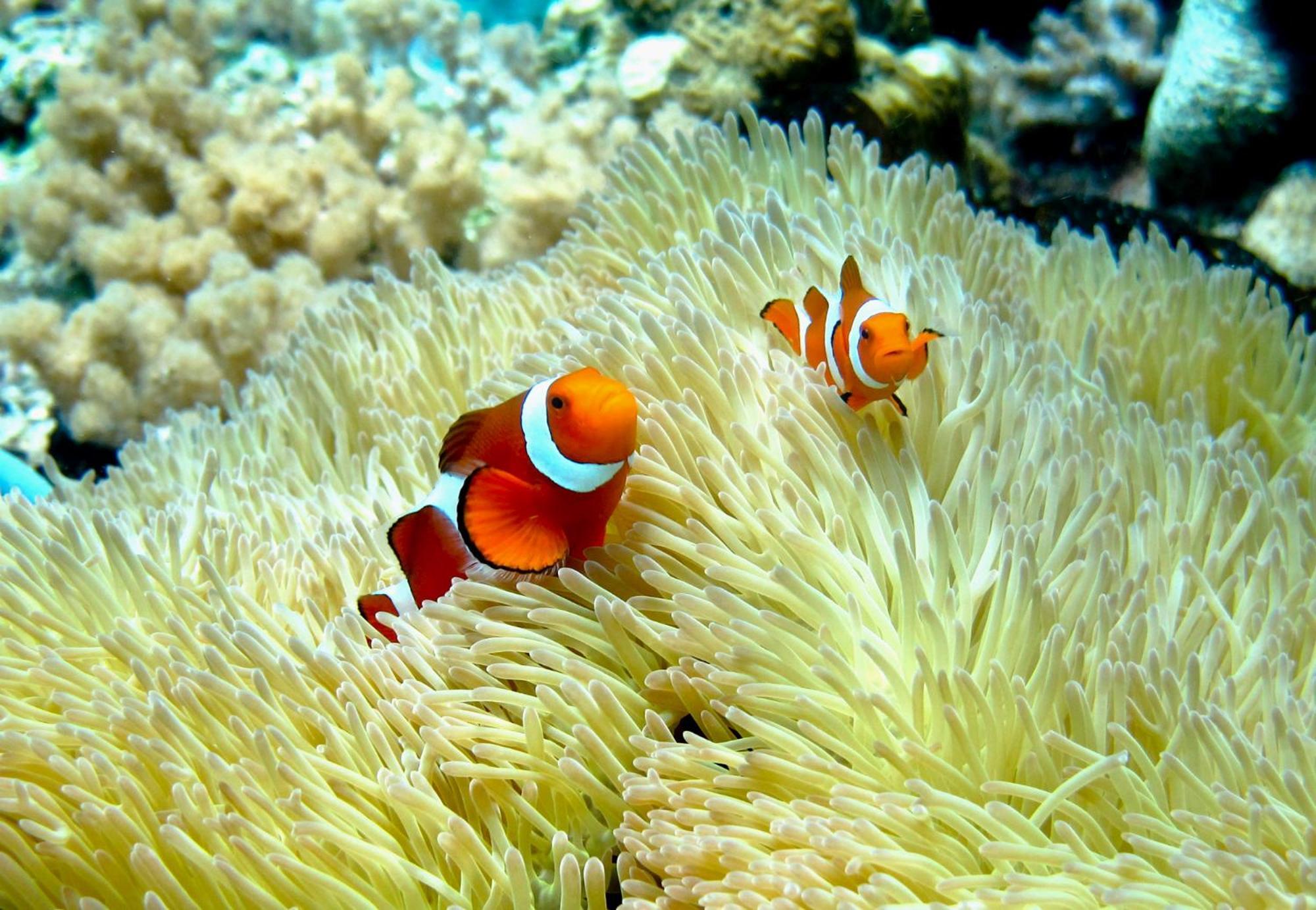 Bolilanga Island Resort - Togean Island Angkayo Екстериор снимка